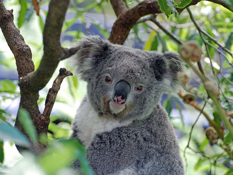 Australia Zoo