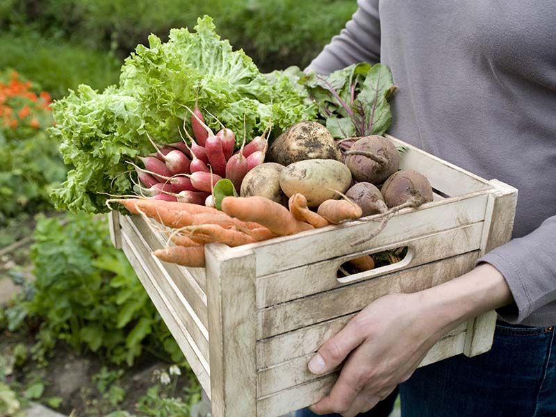 Produce Box